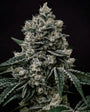 Lemon Gelato R1 (Ethos Genetics) feminisiert