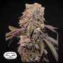 Candy Bubatz XL Car (Dutch Passion)