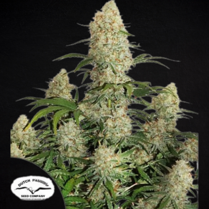 Critical Orange Punch Auto (Dutch Passion)