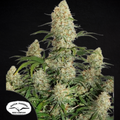 Critical Orange Punch Auto (Dutch Passion) Cannabis Samen von MischSeeds