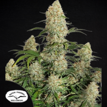 Critical Orange Punch Auto (Dutch Passion)