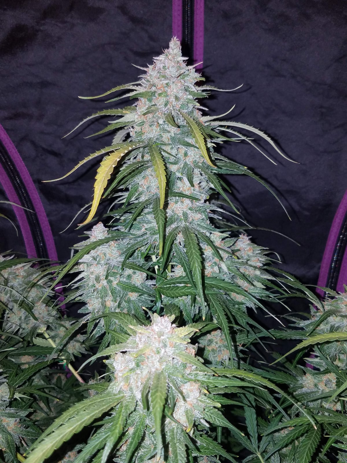 Pineapple Auto (FastBuds) Cannabis Samen von FastBuds