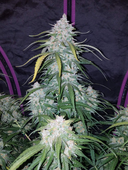 Pineapple Auto (FastBuds) Cannabis Samen von FastBuds