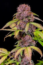 Lemon Cherry Cookies Auto (FastBuds)