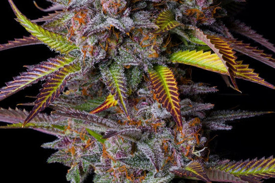 Tropicana Cookies FF (FastBuds) feminisiert