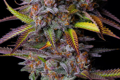 Tropicana Cookies FF (FastBuds) feminisiert