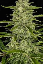 Papaya Cookies Auto (FastBuds)