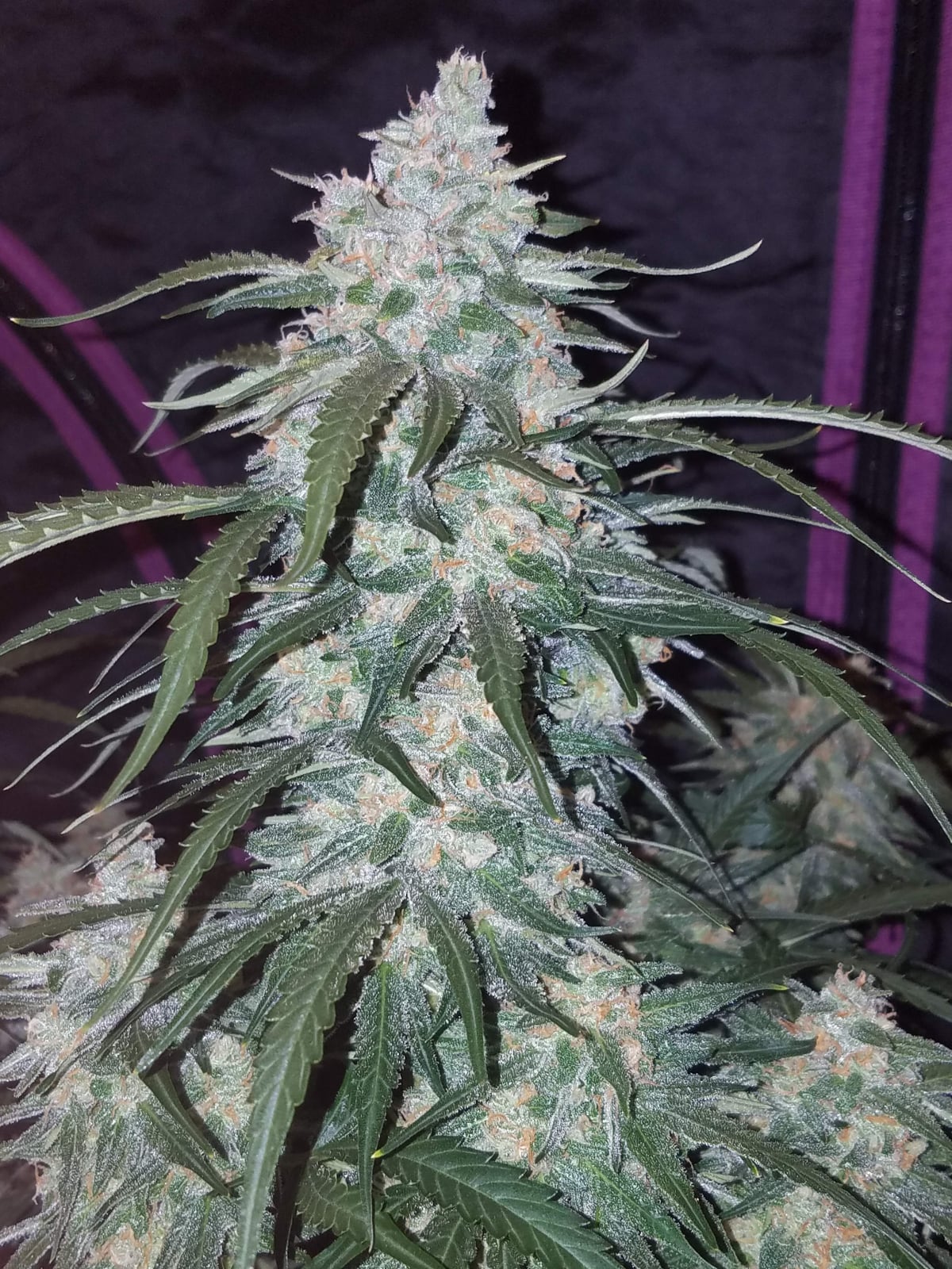 Pineapple Auto (FastBuds) Cannabis Samen von FastBuds