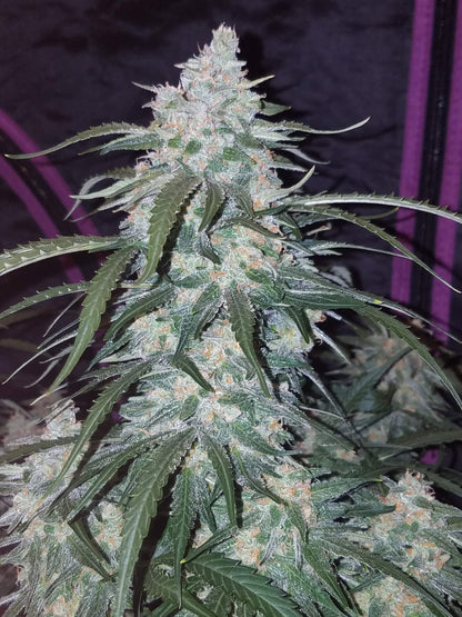 Pineapple Auto (FastBuds) Cannabis Samen von FastBuds