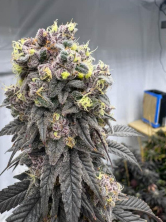 Bananacane (In House Genetics) feminisiert