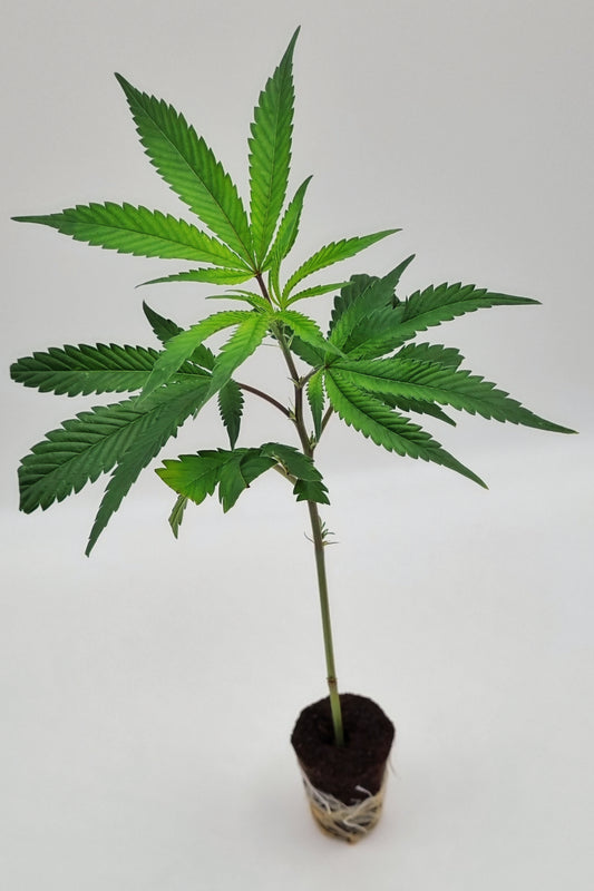 Blue City Diesel (Static Plants) Steckling