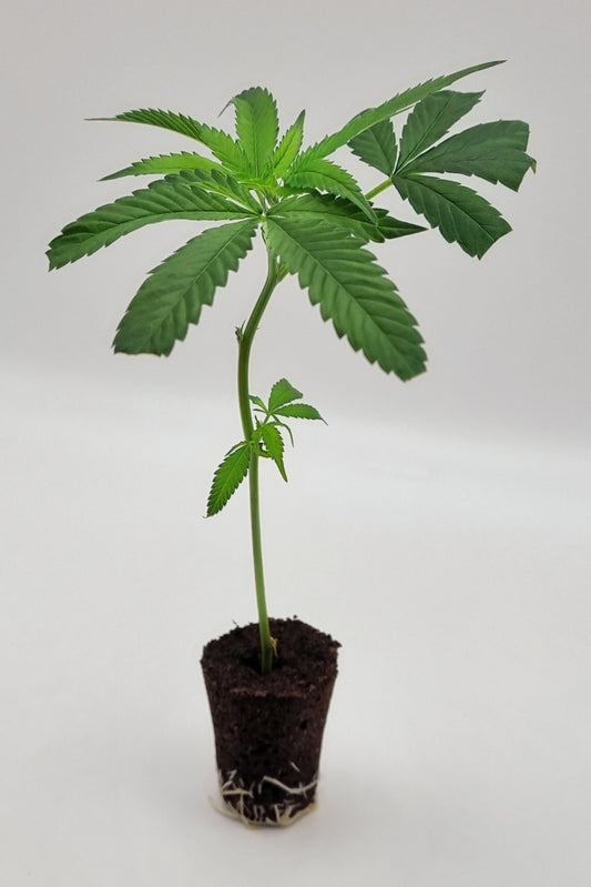 LSD (Barneys Farm) Steckling
