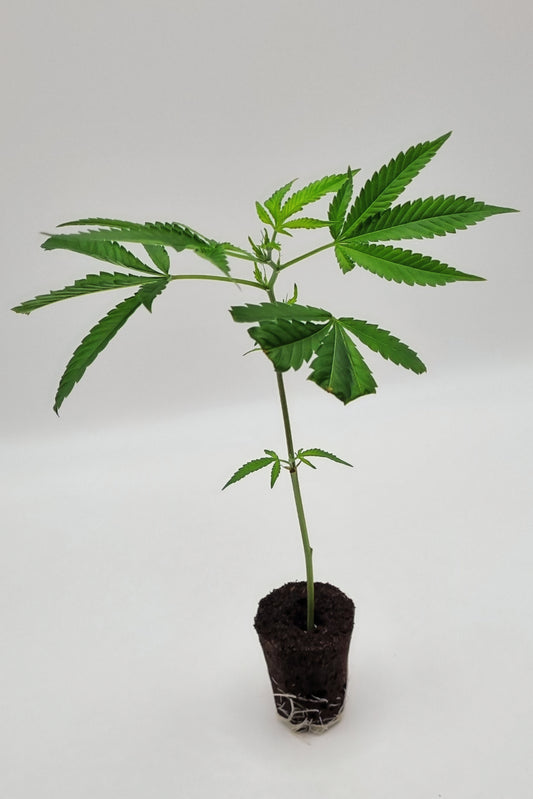 Do Si Dos 33 (Barneys Farm) Steckling