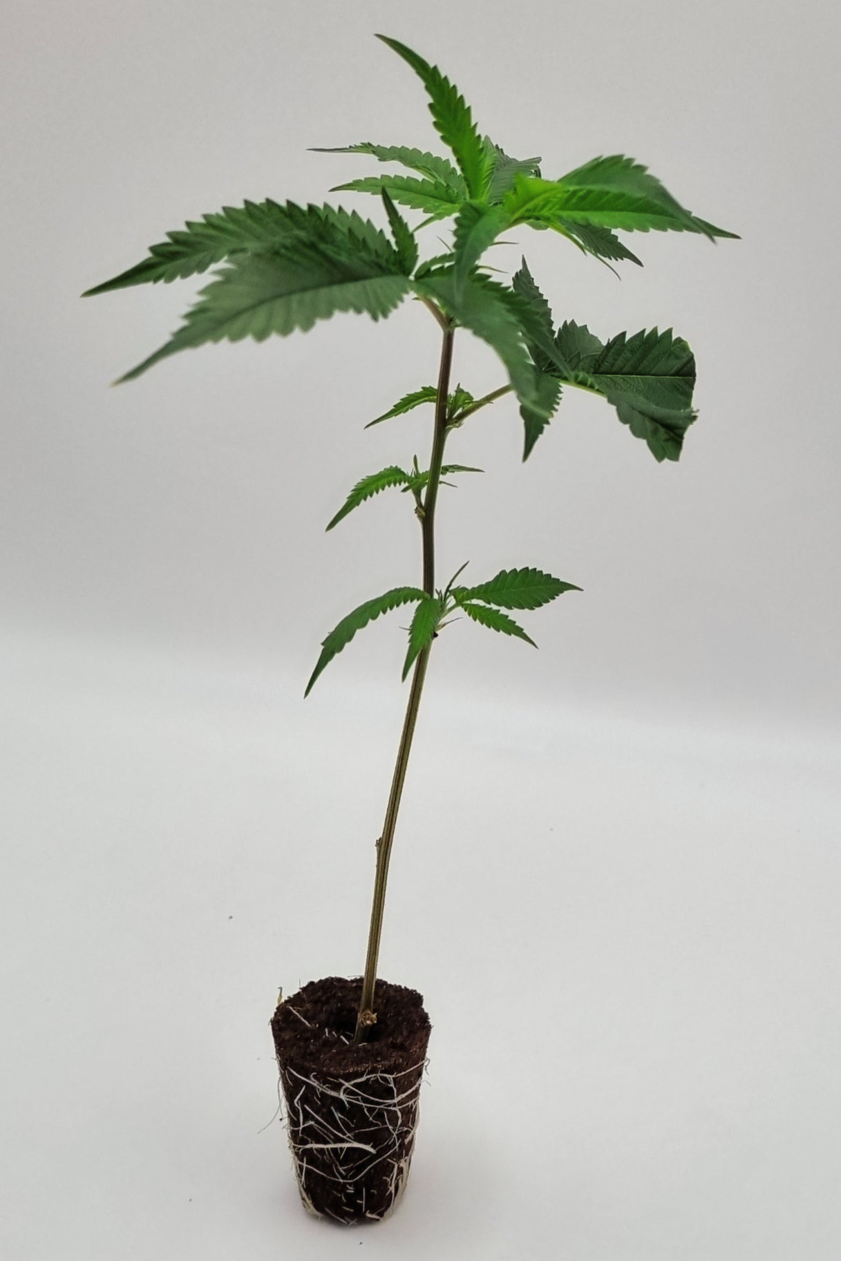Mimosa x Orange Punch (Barneys Farm) Steckling