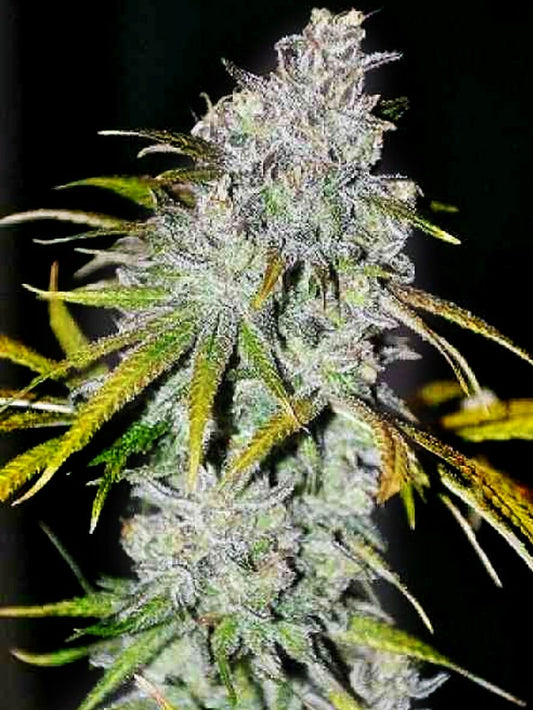 22 (The Cali Connection) feminisiert