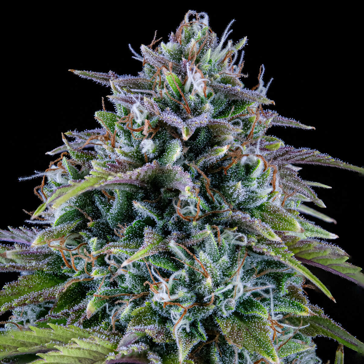 24 Carat Auto (Mephisto Genetics) Cannabis Samen von Mephisto Genetics