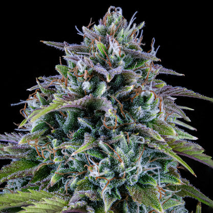 24 Carat Auto (Mephisto Genetics) Cannabis Samen von Mephisto Genetics