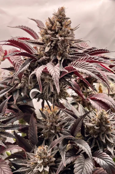 Purple Lemonade FF (FastBuds) feminisiert