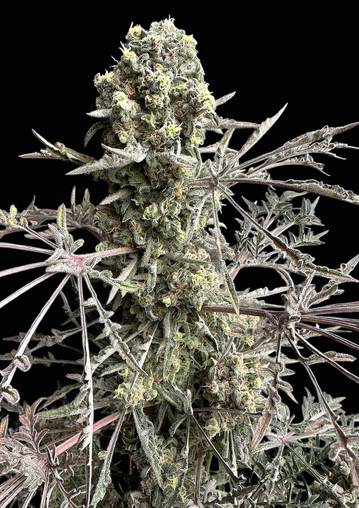 Mentha de Croco Fern BX1 F2 (TerpyZ Mutant Genetics) feminisiert Cannabis Samen von TerpyZ Mutant Genetics
