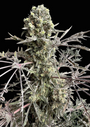 Mentha de Croco Fern BX1 F2 (TerpyZ Mutant Genetics) feminisiert