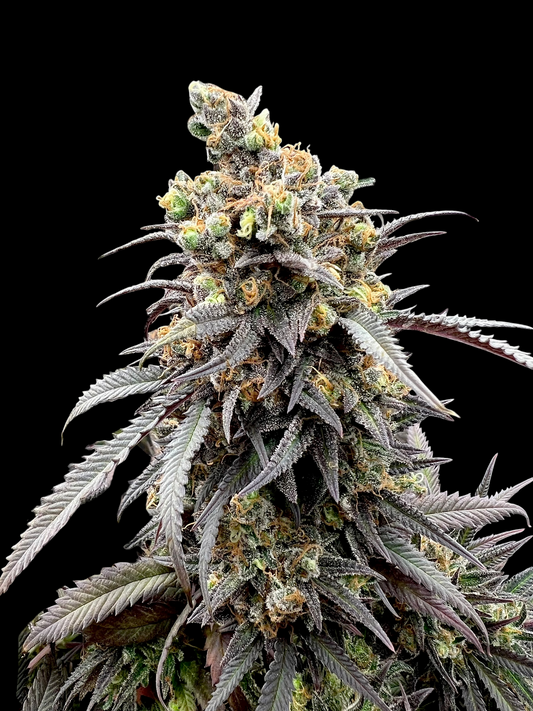 Mentha de Croco 'Croco' Bx (TerpyZ Mutant Genetics) Regulär Cannabis Samen von TerpyZ Mutant Genetics
