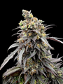 Mentha de Croco 'Croco' Bx (TerpyZ Mutant Genetics) Regulär