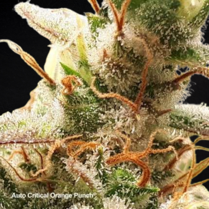 Critical Orange Punch Auto (Dutch Passion)