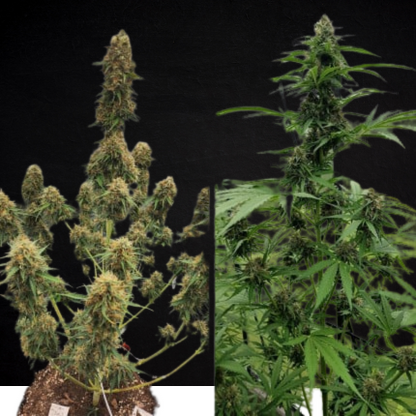 Candy Bubatz XL Auto (Dutch Passion)