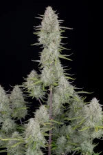 Wedding Cheesecake Auto (FastBuds) Cannabis Samen von FastBuds