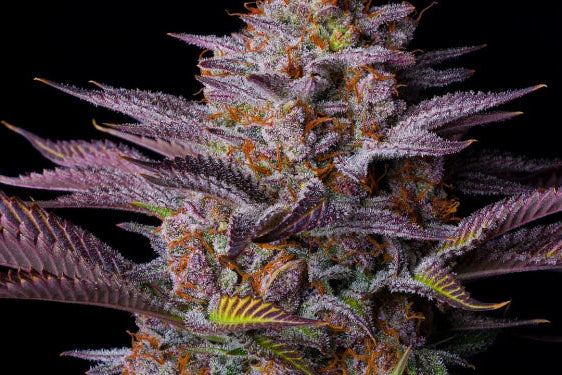 Tropicana Cookies FF (FastBuds) feminisiert