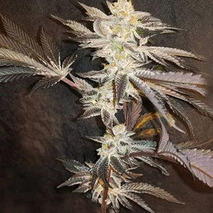 33rd Degree (In House Genetics) feminisiert Cannabis Samen von In House Genetics