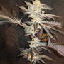 33rd Degree (In House Genetics) Feminized