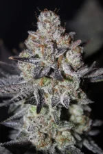 Tropicana Cookies FF (FastBuds) feminisiert