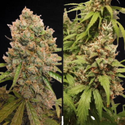 Critical Orange Punch Auto (Dutch Passion)