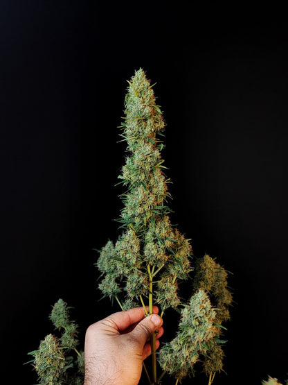 Original Jack Herer Auto (FastBuds)