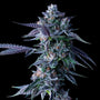 Chocolope (DNA Genetics) feminisiert