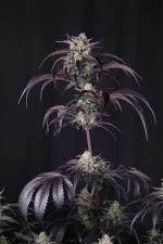 Trinity Auto Mix Pack