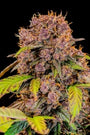 Lemon Cherry Cookies Auto (FastBuds)