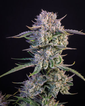 Strawberry Gorilla Auto (FastBuds) Cannabis Samen von Fastbuds