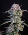 Strawberry Gorilla Auto (FastBuds)