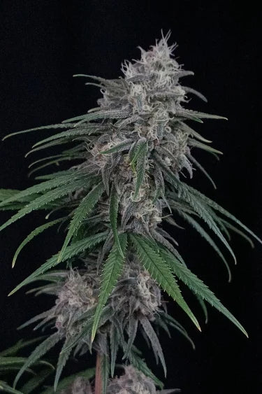 Wedding Cheesecake FF (FastBuds) feminisiert