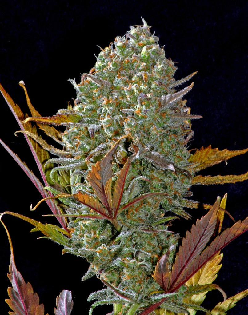 Pineapple Auto (FastBuds) Cannabis Samen von FastBuds