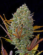 Pineapple Auto (FastBuds)