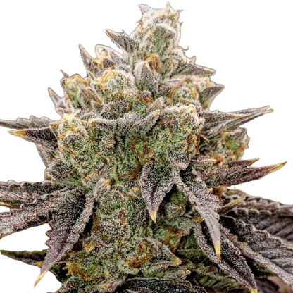 Bubble Gummy Auto (Ethos Genetics)