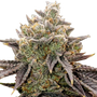 Bubble Gummy Auto (Ethos Genetics)