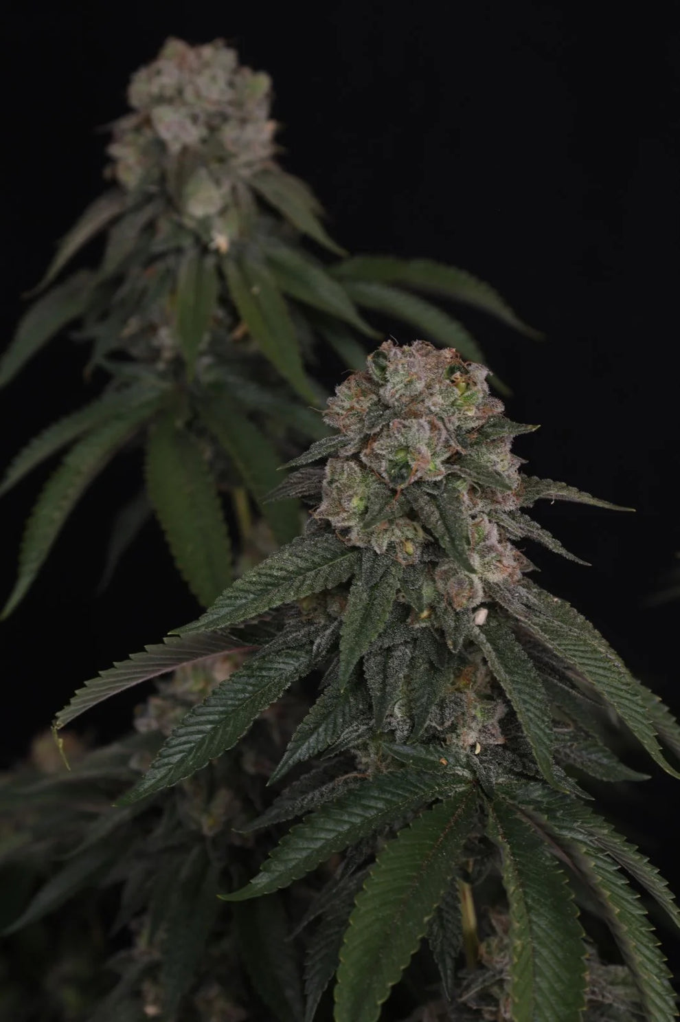 GG4 Cannabis Samen von FastBuds