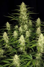 Papaya Cookies Auto (FastBuds)