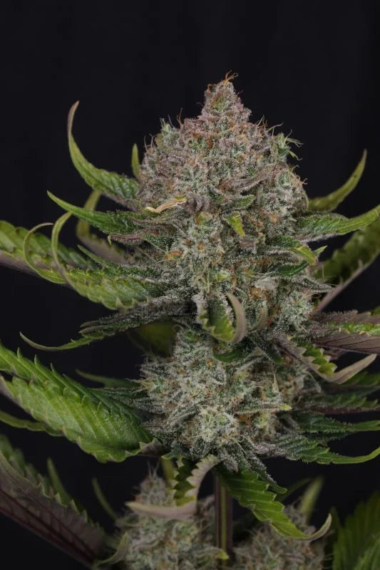 Guava Auto RF3 (FastBuds)