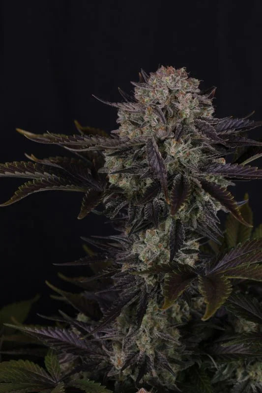 Frostbanger F4 Auto (FastBuds)