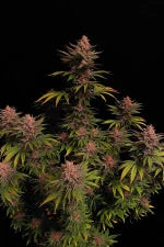 Purple Lemonade FF (FastBuds) feminisiert